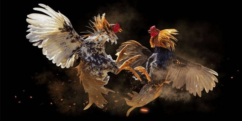 Giới thiệu đá gà trực tiếp hôm nay - Tổng quan về injuredonflight.com